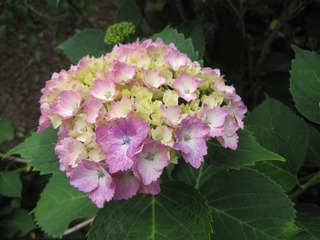 IMG_0414.jpg
