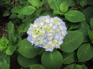 IMG_0415.jpg