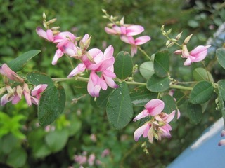 IMG_0731.jpg