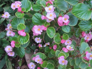 IMG_0738.jpg